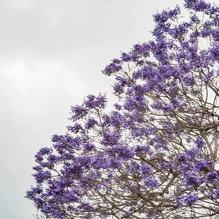Apartment Jacaranda